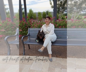 French Bulldog Dog Breeder near QUEEN CREEK, AZ, USA