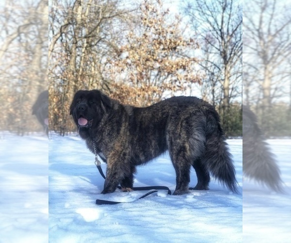 Medium Photo #22  Breeder Profile in TWINING, MI, USA