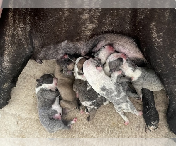 Medium Photo #7  Breeder Profile in FORT PLAIN, NY, USA