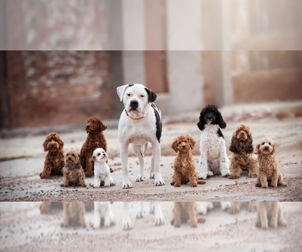 Medium Photo #1  Breeder Profile in ROANOKE, IL, USA