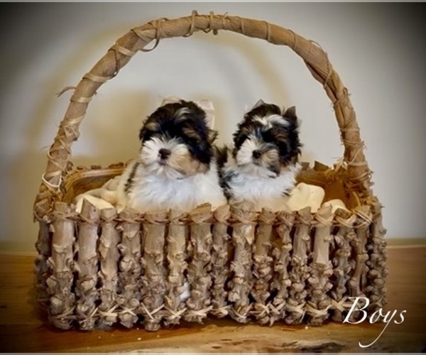 Medium Photo #12  Breeder Profile in PLANO, TX, USA