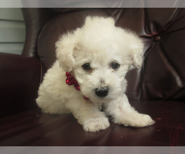 Medium Photo #1  Breeder Profile in PLYMOUTH, IL, USA