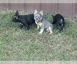 Small #12 Breeder Profile image