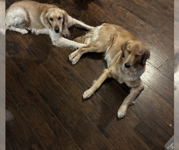 Medium Photo #1  Breeder Profile in STANTON, MI, USA