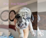 Small #11 Breeder Profile image