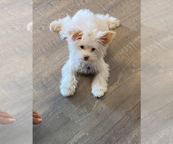 Medium Photo #34  Breeder Profile in SAN TAN VALLEY, AZ, USA