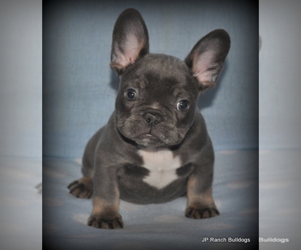 Medium Photo #6  Breeder Profile in WINNSBORO, TX, USA