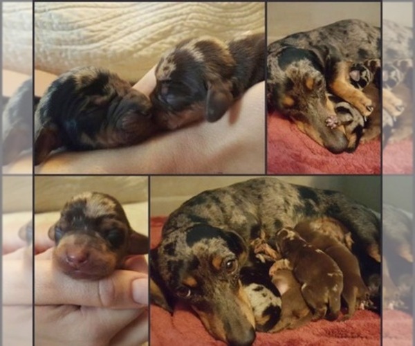 Medium Photo #1  Breeder Profile in TULSA, OK, USA