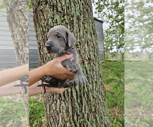 Medium Photo #15  Breeder Profile in WALNUT GROVE, MO, USA