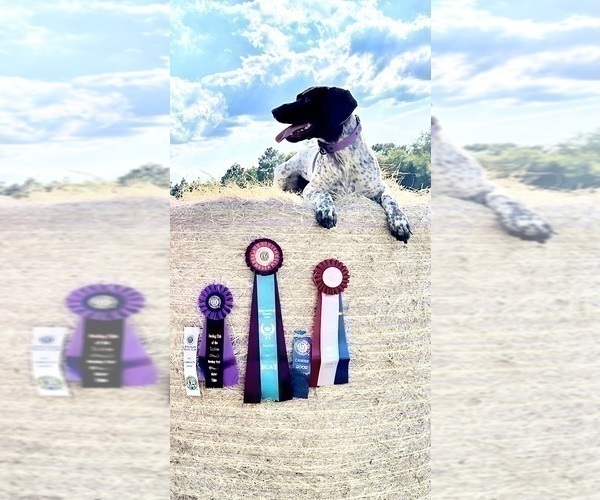 Medium Photo #12  Breeder Profile in LEXINGTON, SC, USA