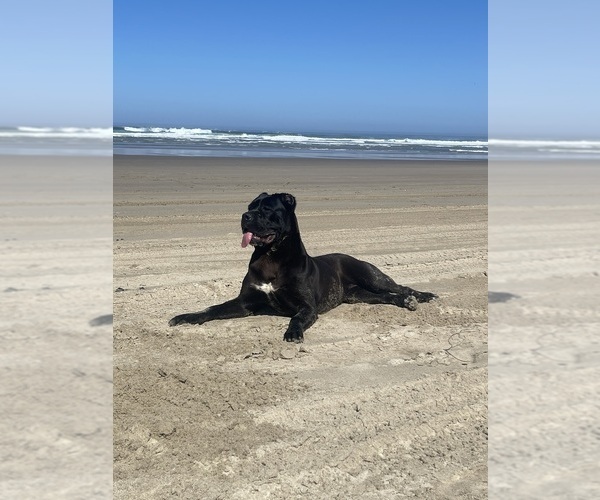 Medium Photo #1  Breeder Profile in DAMASCUS, OR, USA