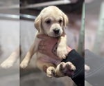 Small breeder photo