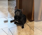Small breeder photo