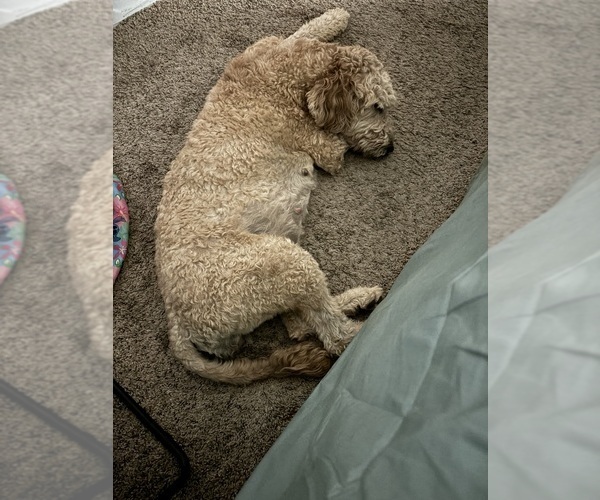 Medium Photo #1  Breeder Profile in SCOTTSDALE, AZ, USA