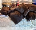 Small #31 Breeder Profile image