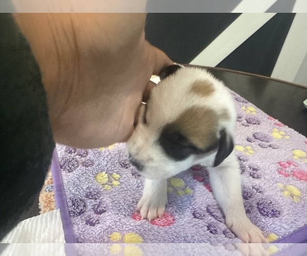 Medium Photo #17  Breeder Profile in LULING, TX, USA