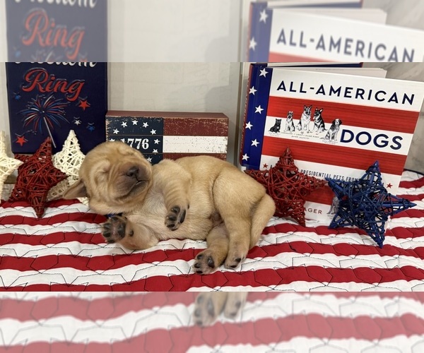 Medium Photo #7  Breeder Profile in LIBERTY, SC, USA