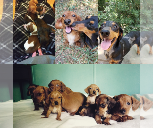 Medium Photo #1  Breeder Profile in MONTGOMERY, TX, USA