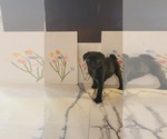 Small #4 Breeder Profile image