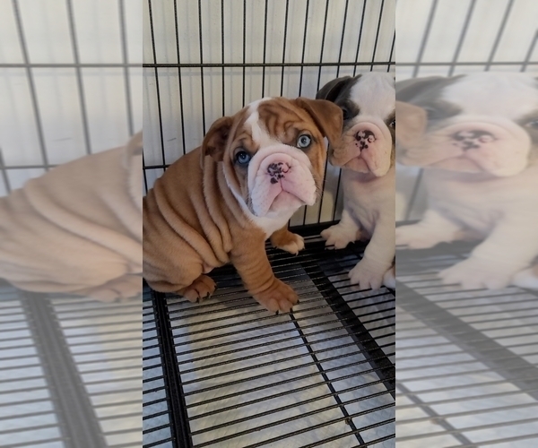 Medium Photo #1  Breeder Profile in NORFOLK, VA, USA