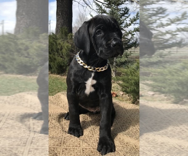 Medium Photo #9  Breeder Profile in LOYALTON, CA, USA