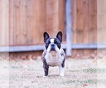 Small breeder photo
