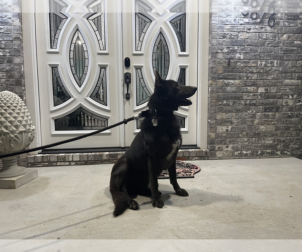 Medium Photo #1  Breeder Profile in SPRINGFIELD, MO, USA