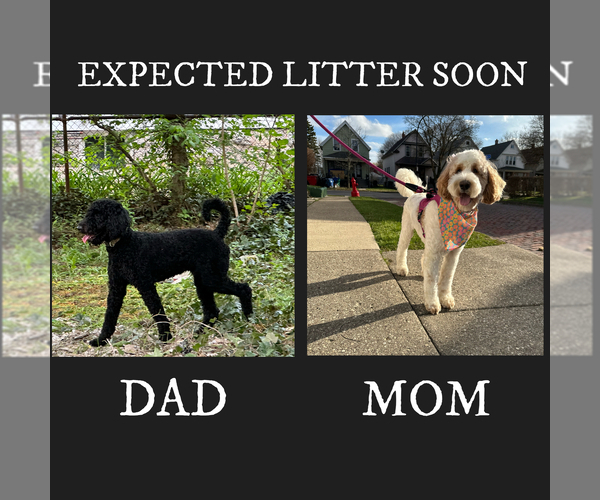 Medium Photo #1  Breeder Profile in BUFFALO, NY, USA