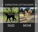 Small breeder photo