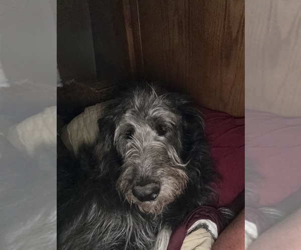 Medium Photo #16  Breeder Profile in DEER PARK, WA, USA