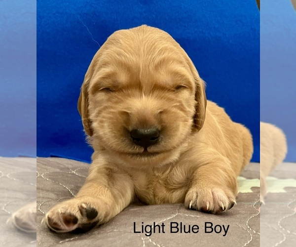 Medium Photo #7  Breeder Profile in IDAHO FALLS, ID, USA