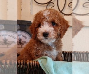 Main photo of Poodle (Toy) Dog Breeder near FLETCHER, NC, USA