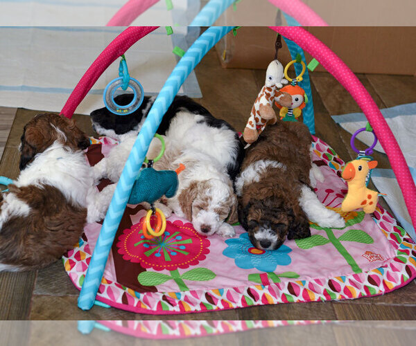 Medium Photo #1  Breeder Profile in IDAHO FALLS, ID, USA