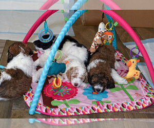Goldendoodle Dog Breeder near IDAHO FALLS, ID, USA