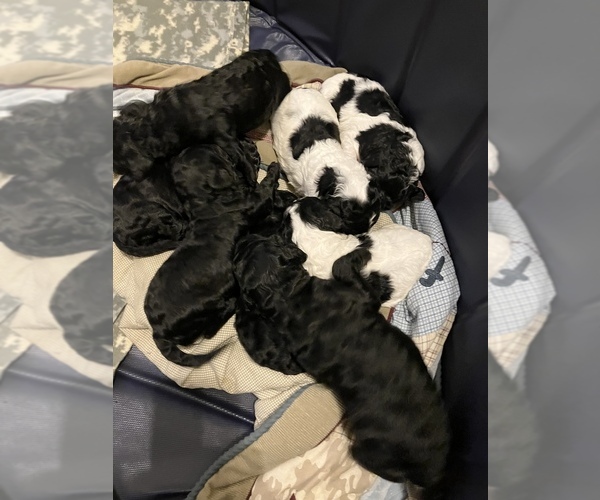 Medium Photo #1  Breeder Profile in SUMTER, SC, USA