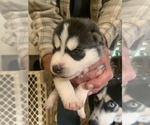 Small breeder photo