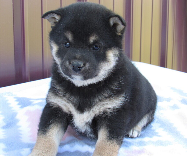 Medium Photo #1  Breeder Profile in WATTS, OK, USA