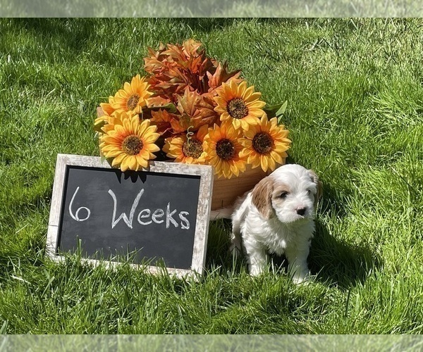 Medium Photo #2  Breeder Profile in OLYMPIA, WA, USA