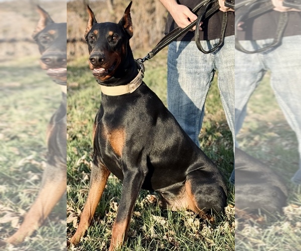 Medium Photo #1  Breeder Profile in MONROE CITY, MO, USA