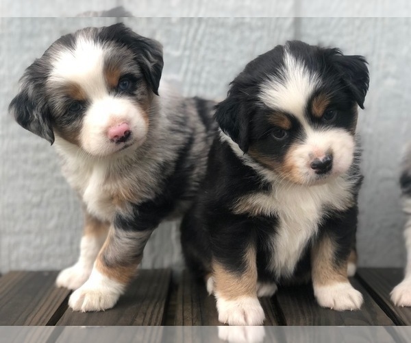Medium Photo #1  Breeder Profile in GEORGETOWN, TX, USA