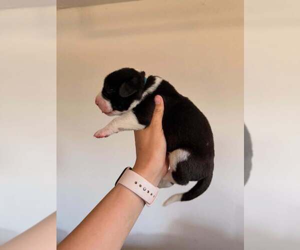 Medium Photo #3  Breeder Profile in INDIO, CA, USA