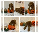 Small #2 Breeder Profile image