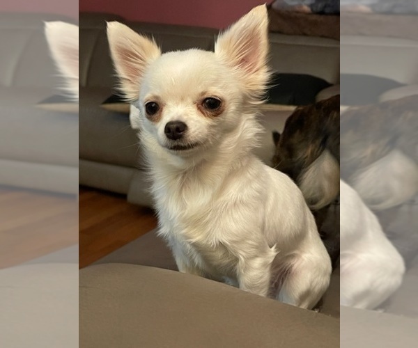 Medium Photo #91  Breeder Profile in TWINING, MI, USA