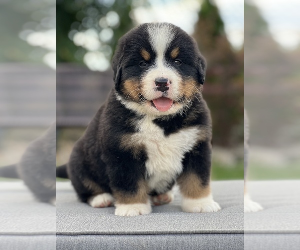 Medium Photo #1  Breeder Profile in Wronki, Greater Poland, Poland