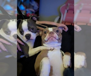 Boston Terrier Dog Breeder near ROCHESTER, NH, USA