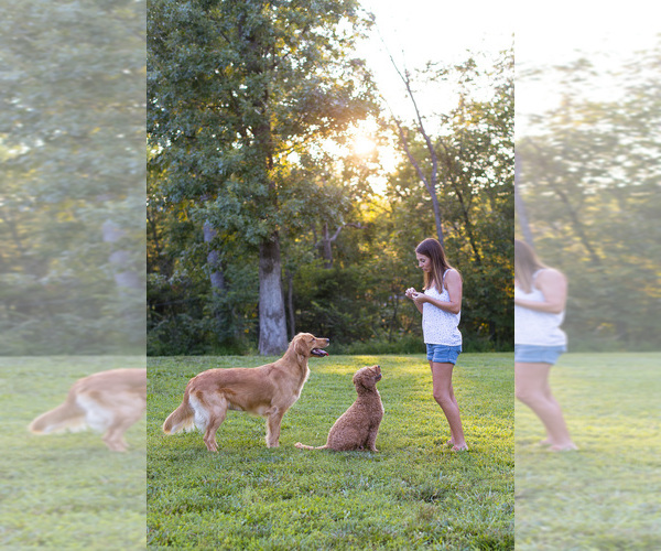Medium Photo #2  Breeder Profile in ASH GROVE, MO, USA