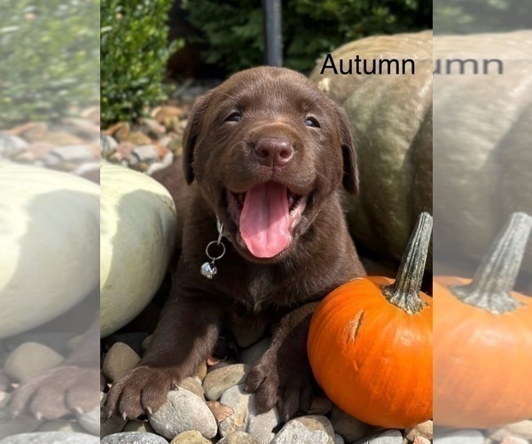 Medium Photo #3  Breeder Profile in FREDERICKSBG, OH, USA