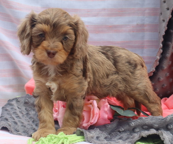 Medium Photo #63  Breeder Profile in THORP, WI, USA