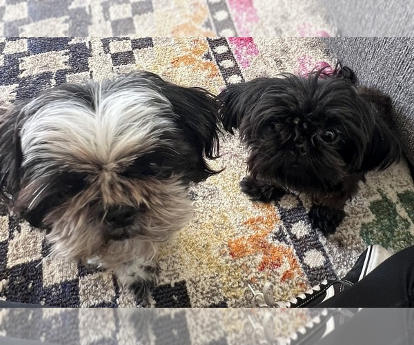 Medium Photo #1  Breeder Profile in HARTSVILLE, SC, USA