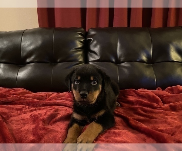 Medium Photo #12  Breeder Profile in PALM BAY, FL, USA